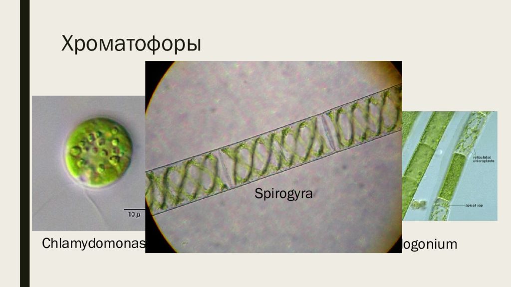 Наличие хроматофор. Хроматофор спирогиры. Хроматофор содержит хлорофилл. Хроматофоры хамелеона. Хроматофоры кожи это.