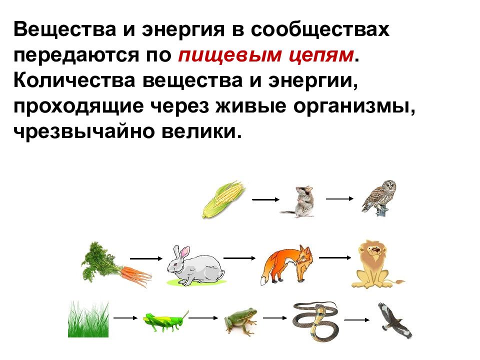 Практическая работа по биологии составление схем передачи веществ и энергии цепей питания