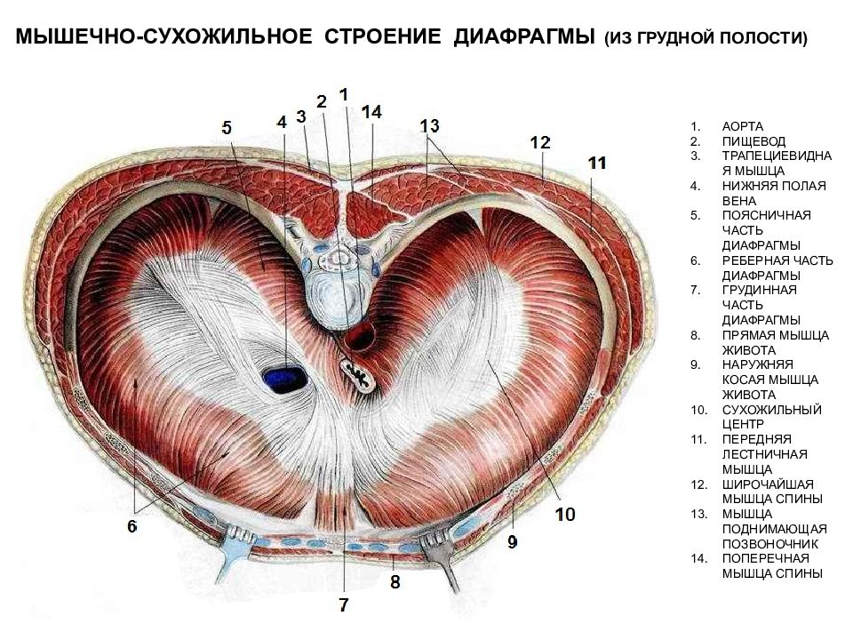 Диафрагма на рисунке