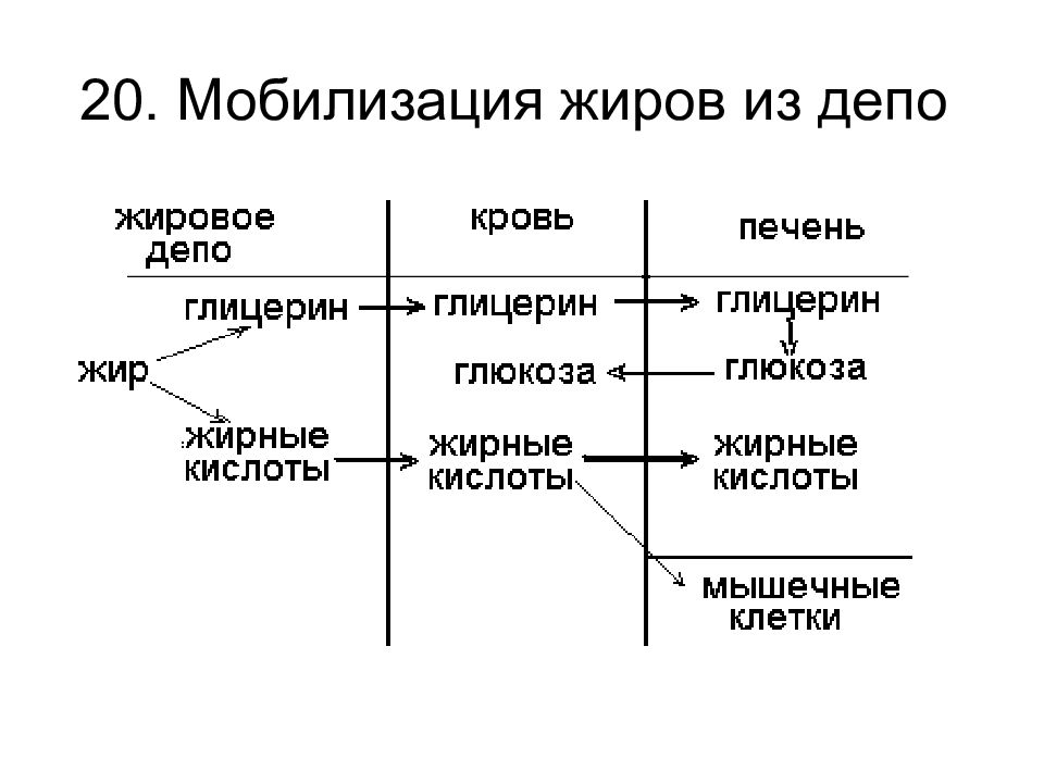 Липолиз биохимия схема