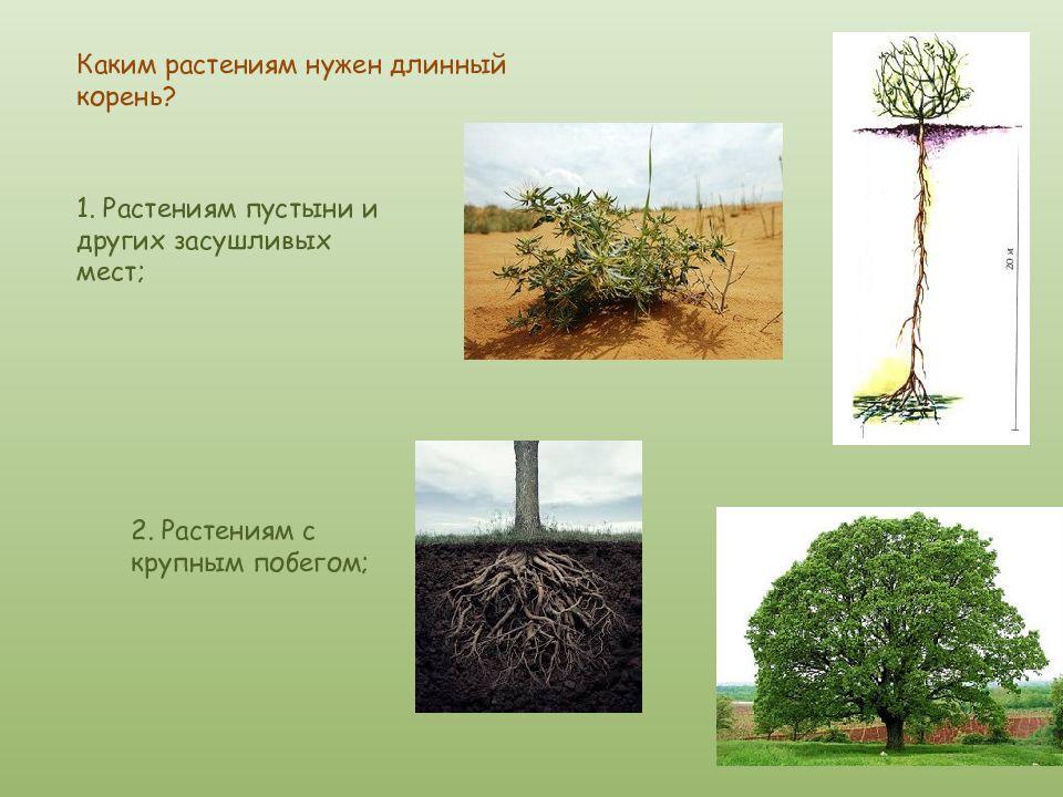 Презентация корни 6 класс