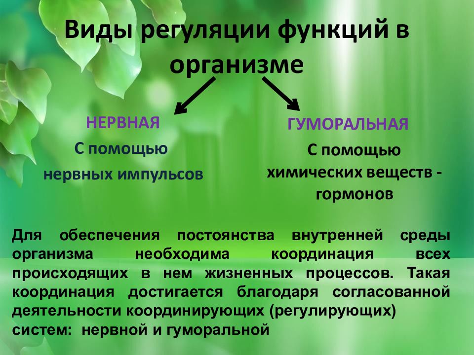 Главным центром регуляции жизнедеятельности организма человека