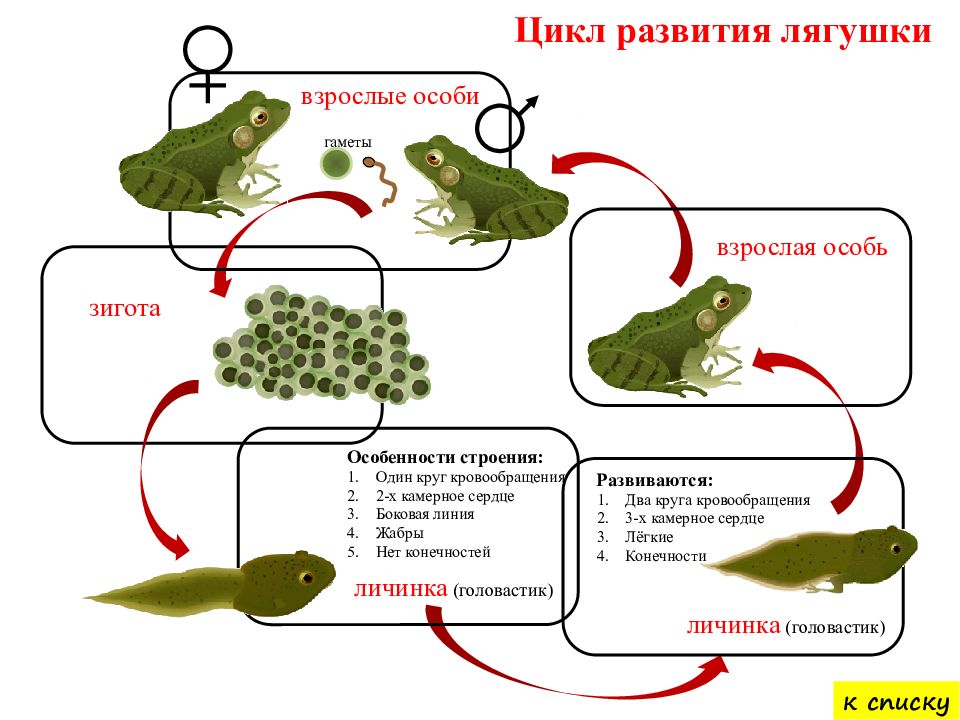 Цикл развития лягушки в картинках