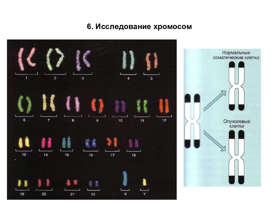 Хромосомная карта егэ