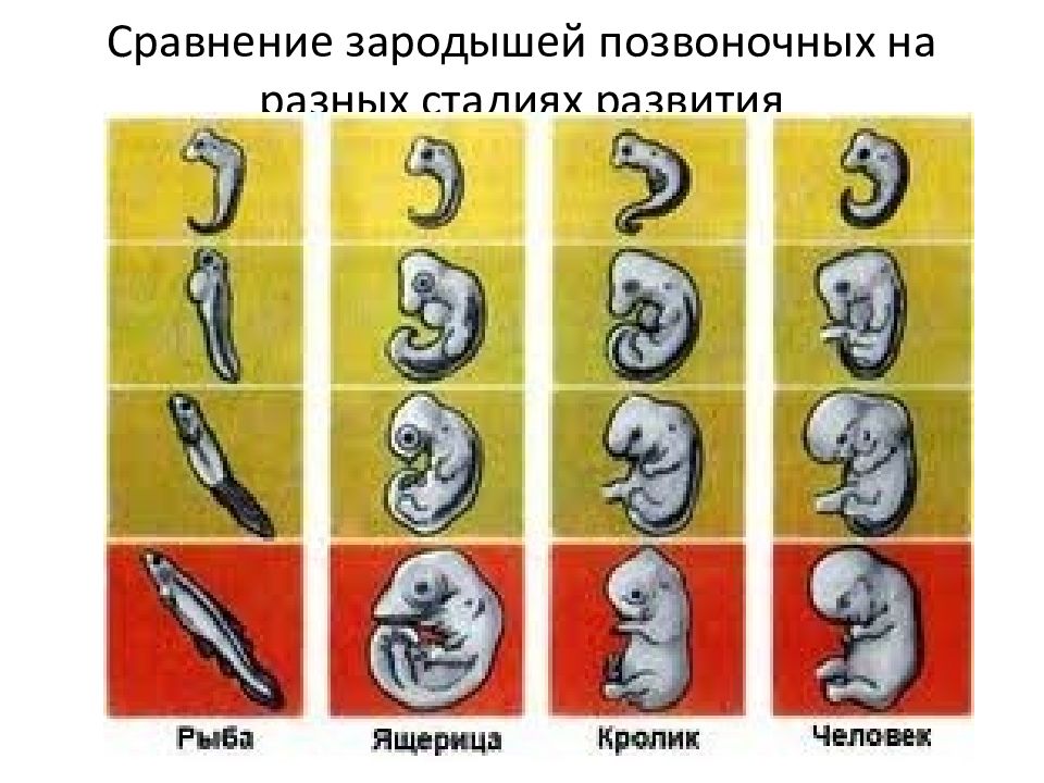 Стадии развития эмбрионов позвоночных. Зародыш на разных стадиях развития. Сравнение зародышей позвоночных на разных стадиях развития. Таблица сходство зародышей позвоночных. Сравните зародышей позвоночных на разных стадиях развития.