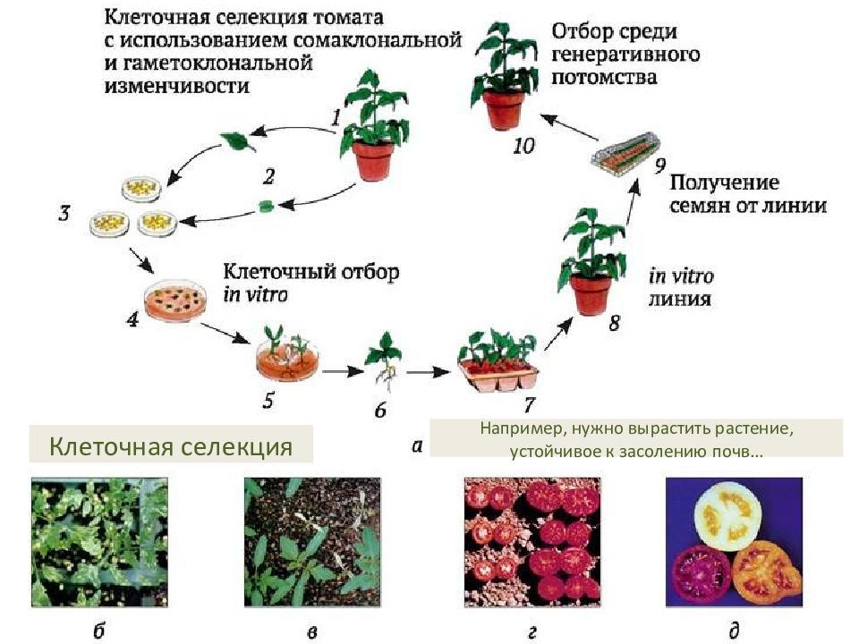 Общая схема получения культуры тканей не включает стадию