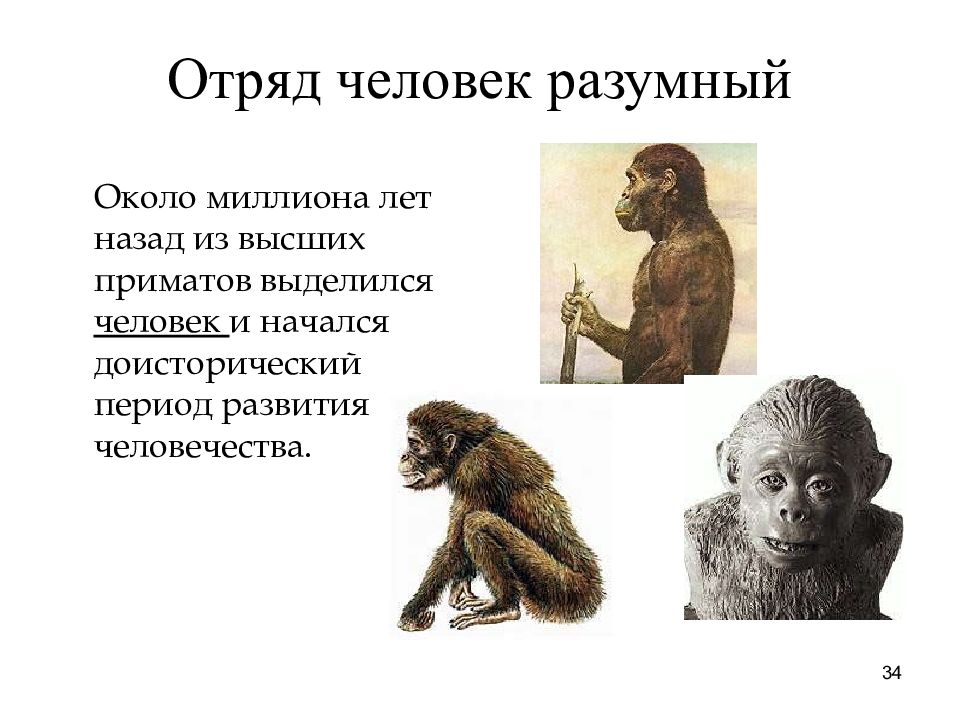 Принадлежность человека к отряду приматов. Систематическое положение человека в отряде приматов. Человек отряд приматы. Принадлежность человека к отряду приматов. Принадлежность человека к отряду приматов.
