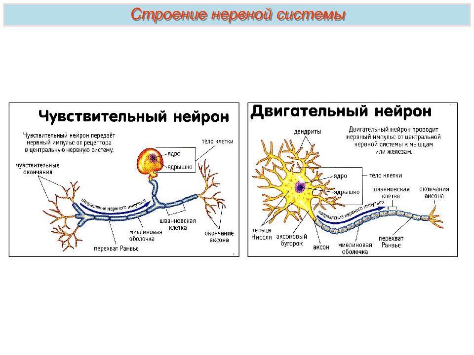 Искусственный нейрон презентация