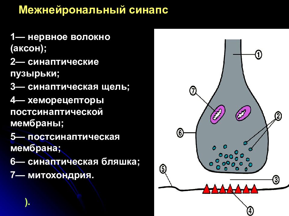 Синапс постсинаптическая мембрана. Межнейрональные синапсы. Схема межнейронного синапса. Строение межнейронного синапса. Синаптические пузырьки.