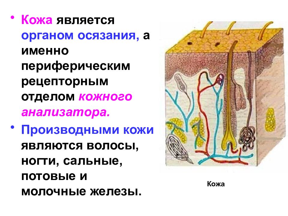 Презентация по биологии 8 класс орган равновесия мышечное и кожное чувство