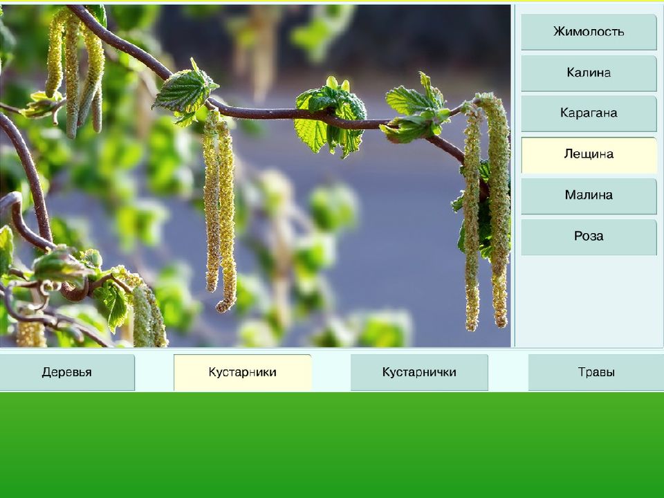 Биология 7 класс контрольная работа покрытосеменные растения