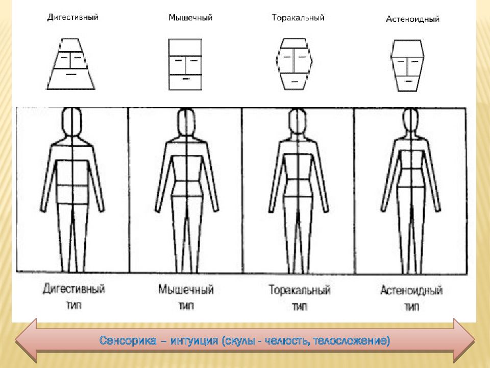 Для оценки соматотипов детей используется схема