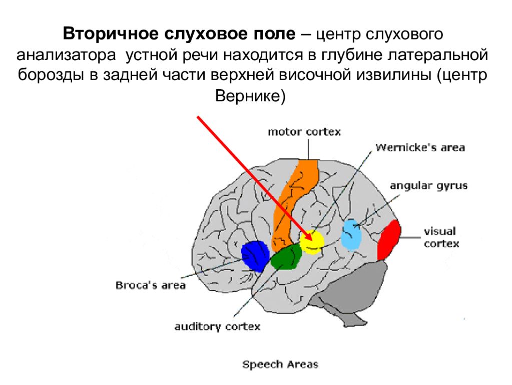 Слуховая зона мозга расположена. Слуховой центр речи (центр Вернике) располагается в. Слуховой центр речи центр Вернике расположен в. Центр слуха в коре. Ядро слухового анализатора устной речи располагается.