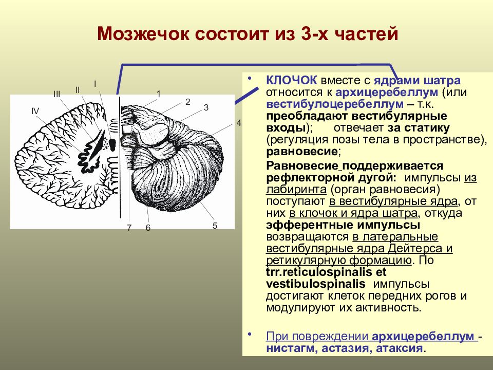 Развитие мозжечка у рыб. Клочок мозжечка анатомия. Червь мозжечка анатомия. Части мозжечка 3. Мозжечок строение.