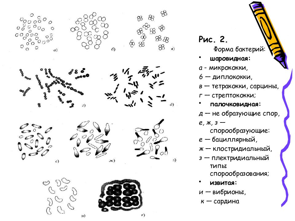 Рисунок морфология бактерий