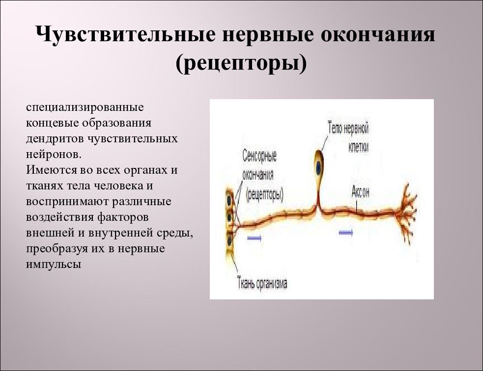 Рецептор чувствительный нейрон