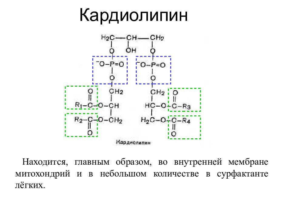 Кардиолипин суммарный. Кардиолипин. Кардиолипин формула. Строение кардиолипинов. Кардиолипин гидролиз.