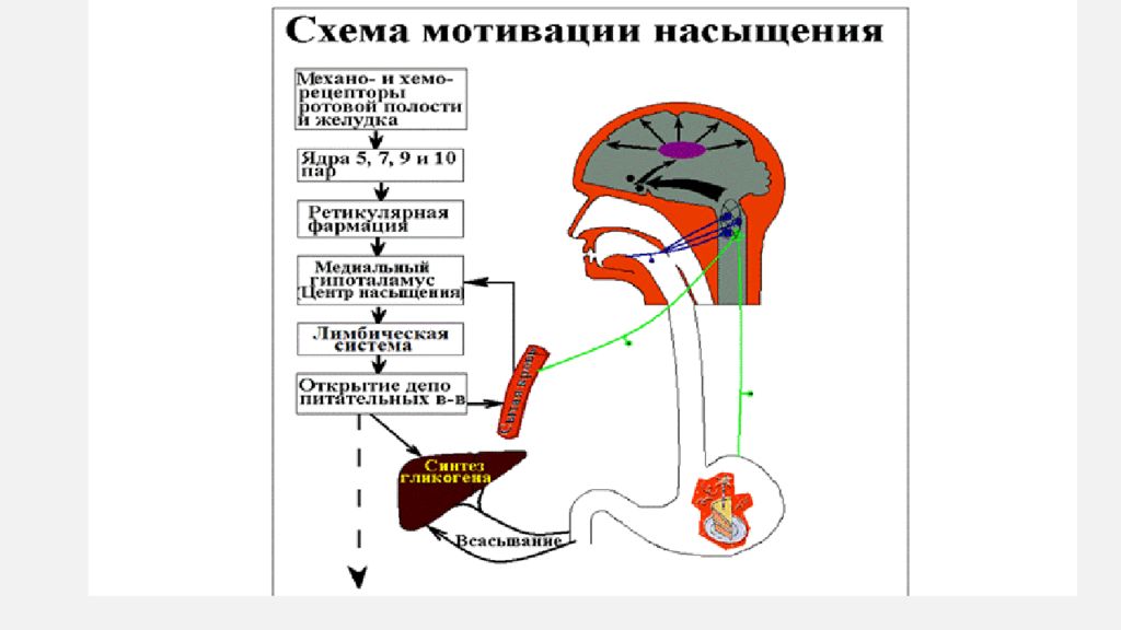Центр жажды головного мозга