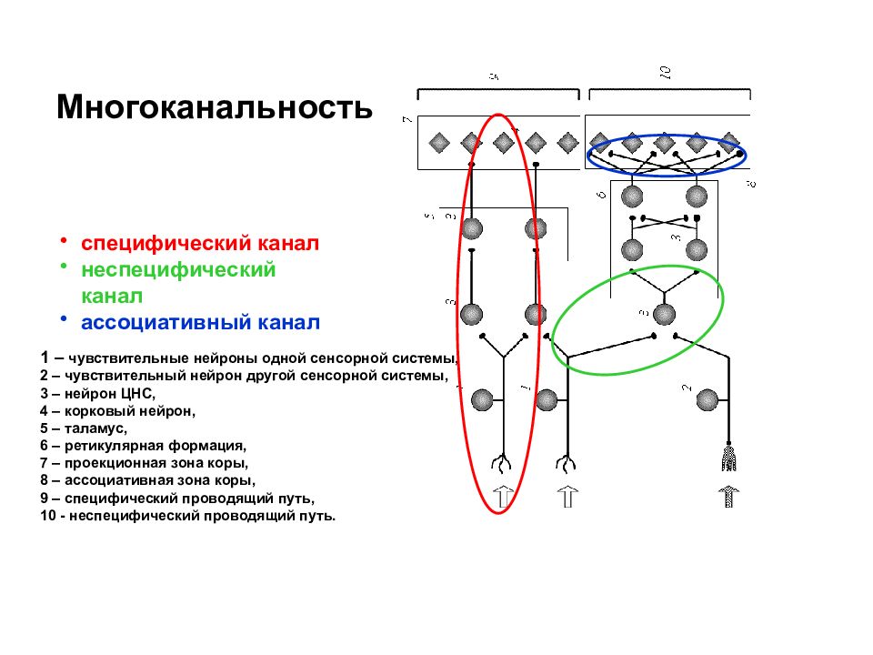 Схема строения сенсорной системы