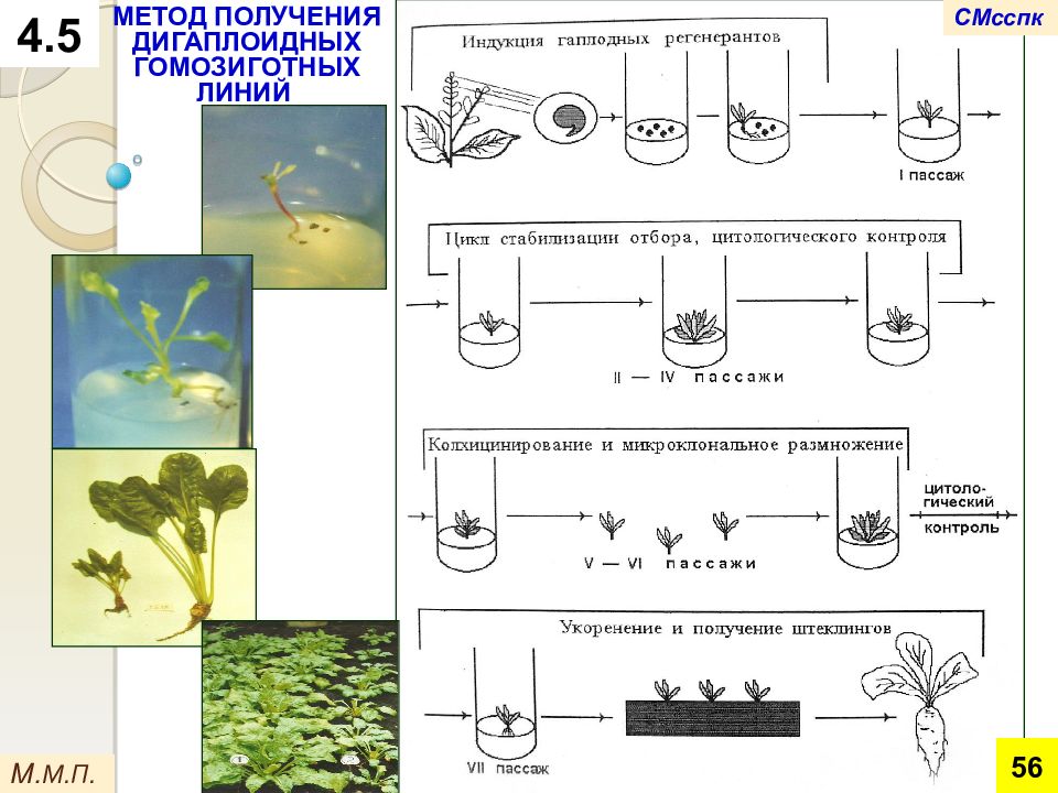 Этапы микроклонального размножения. Схема микроклонального размножения растений. Микроклональное размножение схема. Клеточная инженерия схема. Методы микроклонального размножения.