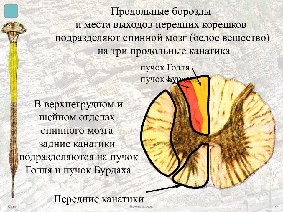 Канатики спинного мозга. Пути заднего канатика спинного мозга. Задние канатики спинного мозга функции. Проводящие пути заднего канатика спинного мозга. Строение спинного мозга канатики.