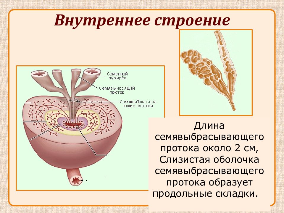 Презентация про половые органы