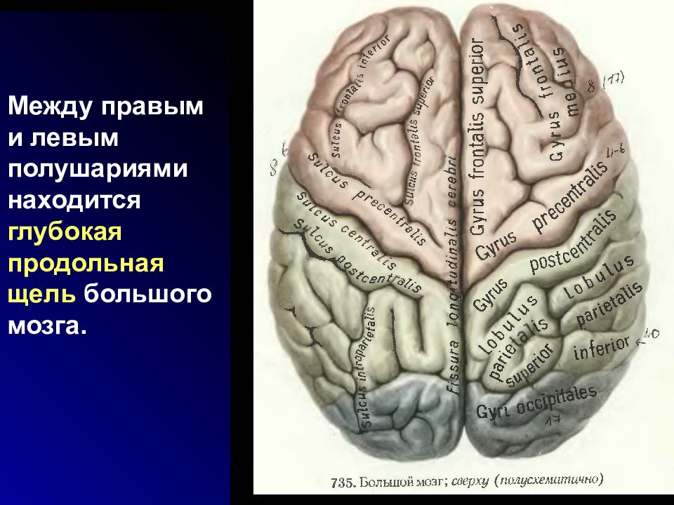 Что находится в полушариях мозга. Продольная щель большого мозга анатомия. Поперечная щель большого мозга. Полушария мозга. Большой мозг.