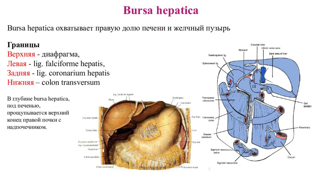 Печеночная сумка. Сальниковая печеночная и преджелудочная сумки. Желчный пузырь покрыт брюшиной. Сальниковая печеночная и преджелудочная сумки клиническая анатомия. Печеночная сумка Bursa hepatica.