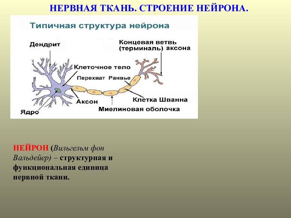 Особенности строения нервных клеток. Нервная ткань строение нейрона. Строение нервной ткани таблица. Нервная ткань делится на. Типичная структура нейрона.