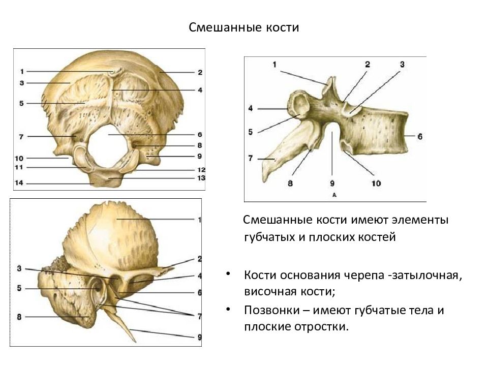 Костям черепа является. Строение смешанных костей. Строение смешанной кости человека. Смешанные кости примеры. Плоские и смешанные кости.