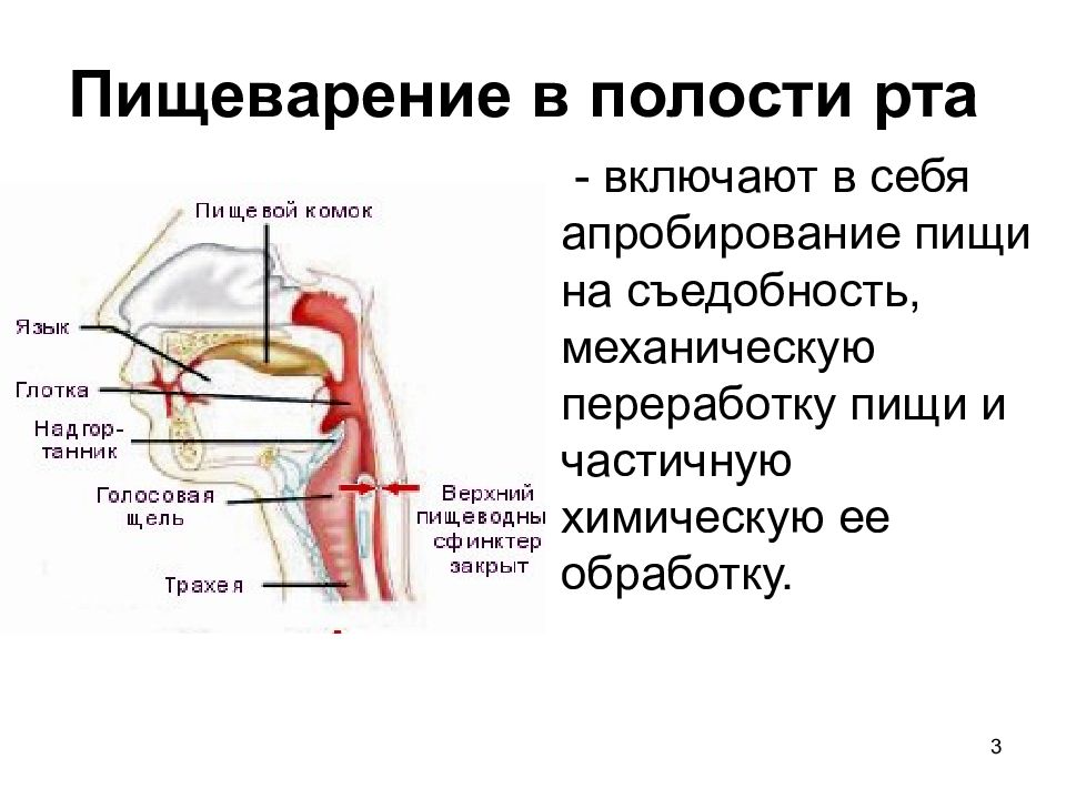 Презентация на тему пищеварение в ротовой полости 8 класс биология