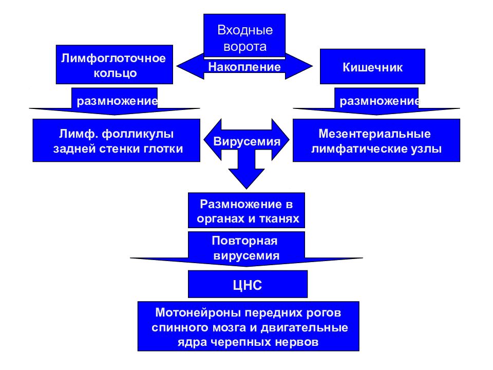 Полиомиелит патологическая анатомия презентация