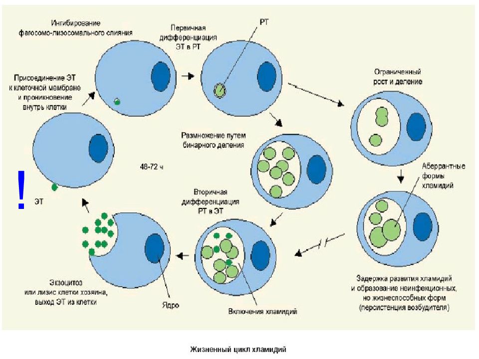 Развитие хламидий. Схема цикл развития хламидий. Этапы цикла развития хламидии. Стадии цикла развития хламидий. Цикл развития хламидий микробиология.