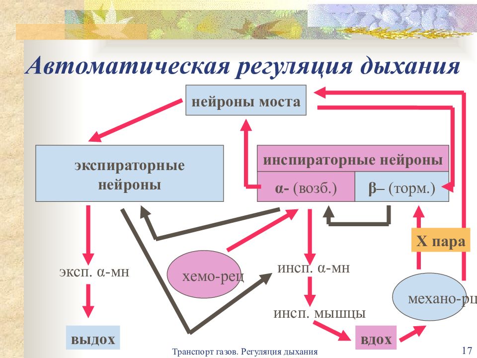 Механизмы дыхания регуляция дыхания. Автоматическая регуляция дыхания физиология. Гуморальная регуляция дыхания схема. Нейрогуморальная регуляция дыхания. Нейрогуморальная регуляция дыхания физиология.