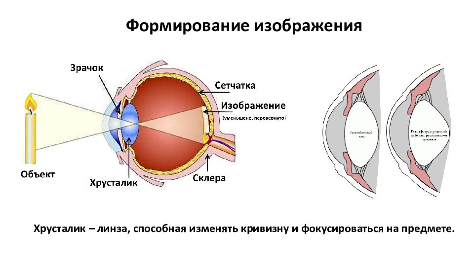 Двояковыпуклая линза глаза