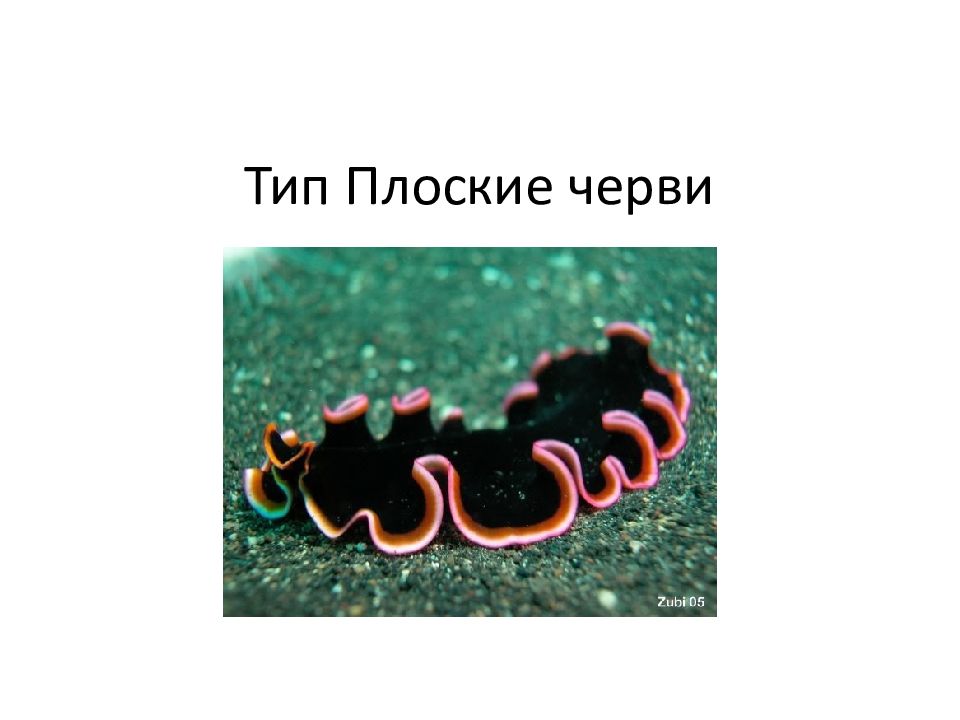 Тип Плоские черви