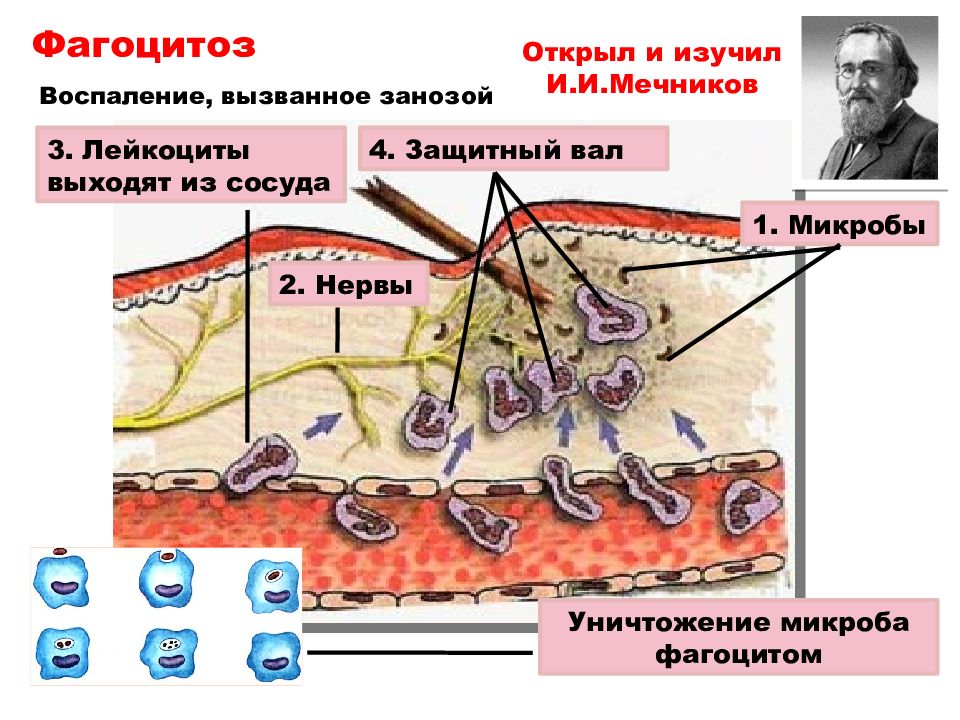 Зарисовать схемы механизма образования иммунитета клеточный фагоцитоз