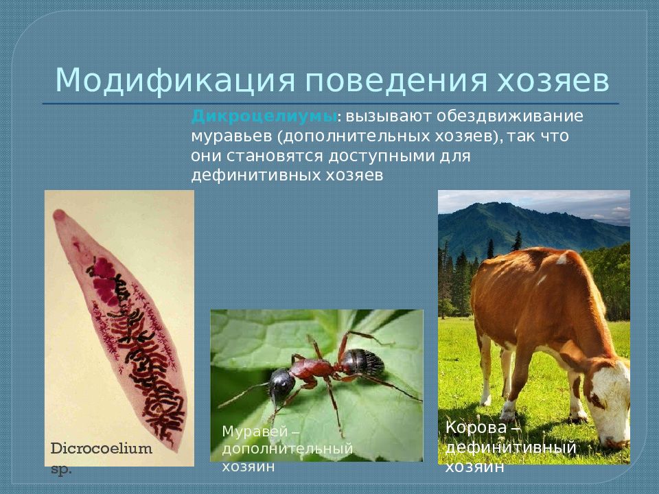 Паразитизм картинки для презентации
