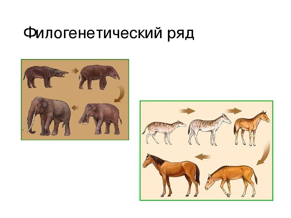 Филогенетические доказательства. Филогенетический ряд хоботных. Эволюция филогенетический ряд лошади. Палеонтологический ряд лошади Ковалевский. Филогенетические ряды это доказательства эволюции.