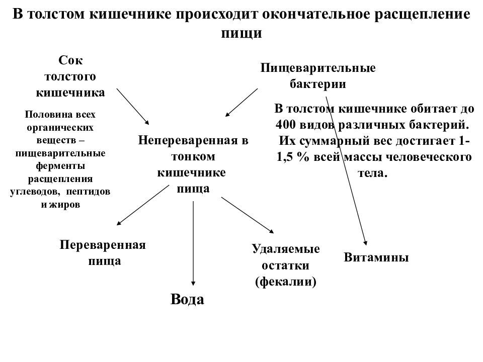 Физиология 1 лекция