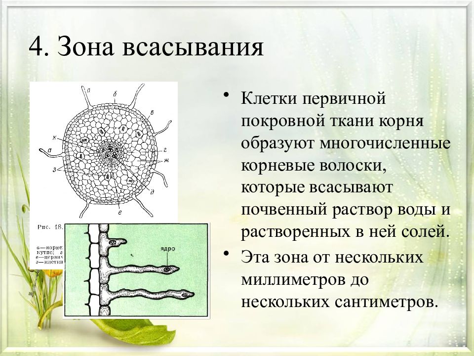 Клетки корня образуются из клеток. Клетки зоны всасывания корня. Корневые волоски зона всасывания. Зона всасывания ткань. Покровная ткань растений корневые волоски.