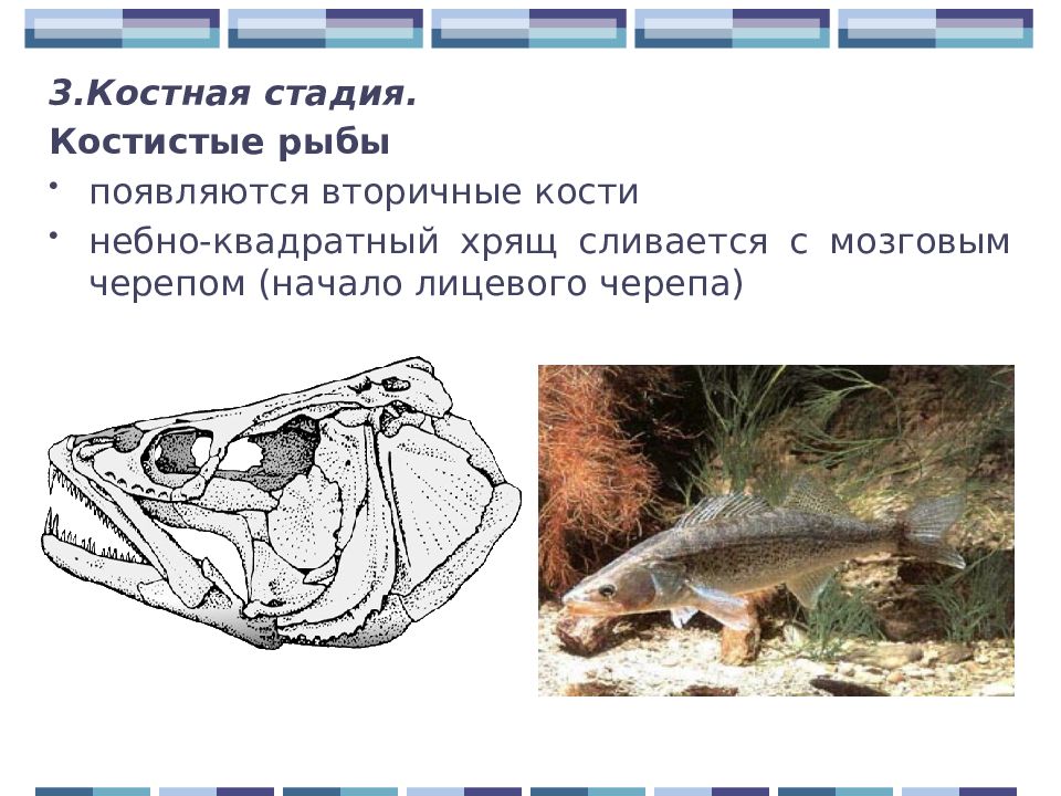 Строение черепа костных рыб. Костная стадия развития черепа. Вторичные кости рыбы. Небно квадратный хрящ. Череп костной рыбы
