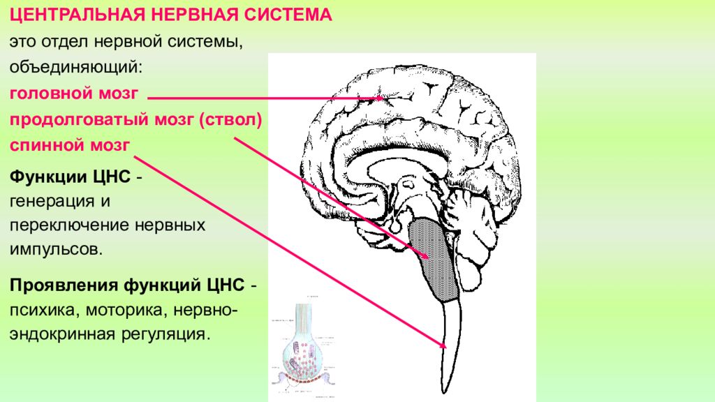 Цнс средства