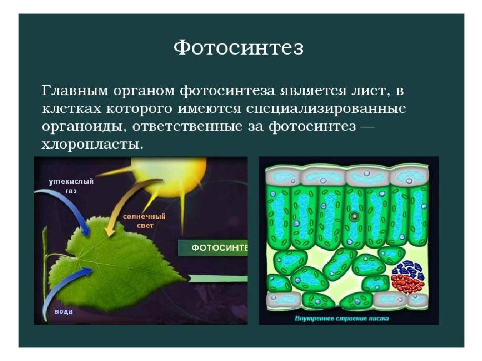 Значение фотосинтеза для растений 5 класс. Фотосинтез. Фотосинтез это в биологии. Лист орган фотосинтеза. Фотосинтез у высших растений.