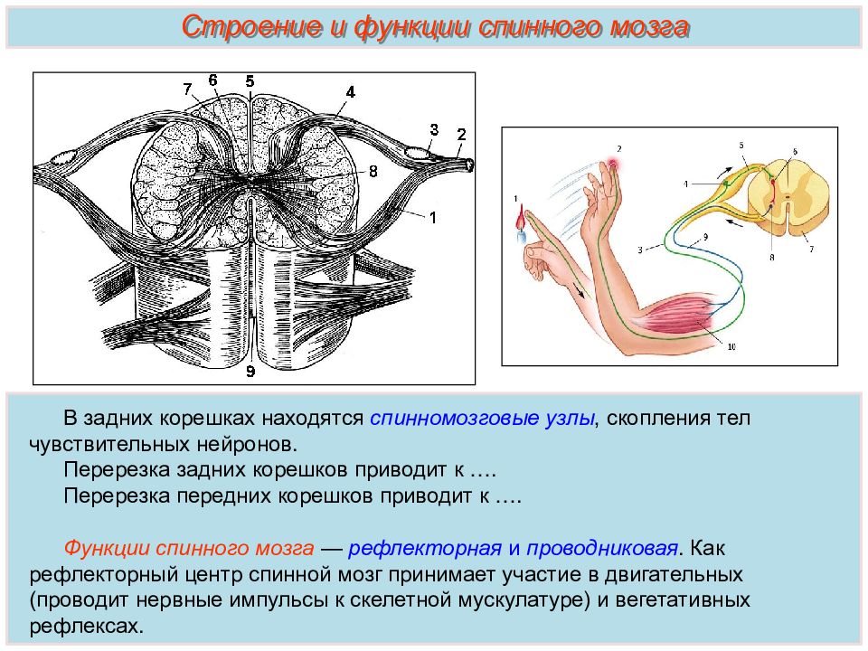 Каковы функции спинного. Строение спинного мозга. Строение спинного мозга человека ОГЭ. Спинной мозг строение и функции таблица. Функции спинного мога проводниковая рефлекторная.