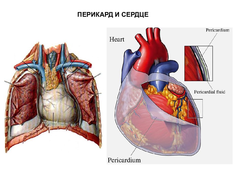 Перикард сердца. Перикард (околосердечная сумка). Сердце человека перикард. Перикард серозная оболочка. Полость перикарда сердца.