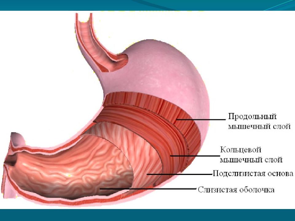 Строение стенки желудка слои. Слои мышечной оболочки желудка. Строение мышечного слоя желудка. Мышечный слой стенки желудка анатомия.