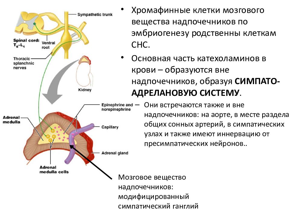 Нервный узел какая система. Ганглии вегетативной НС. Симпато адреналовая система какие железы. Вегетативная НС регулирует ад.