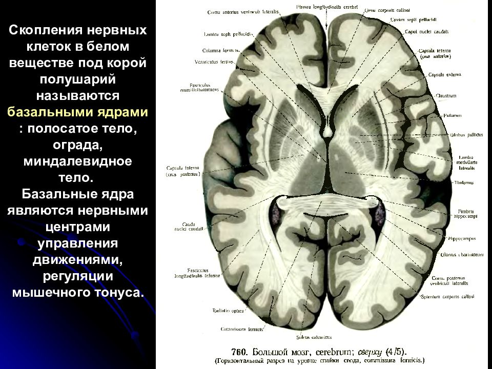 Изменение в базальных отделах. Базальные ядра головного мозга анатомия. Подкорковые базальные ганглии. Базальные подкорковые ядра головного мозга. Базальные ядра конечного мозга полосатое тело.