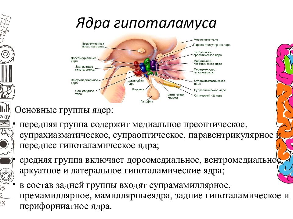 Стимуляция переднего и латерального гипоталамуса формирует. Преоптическое ядро гипоталамуса. Передняя группа ядер гипоталамуса функции. Латеральные ядра гипоталамуса функции. Схема расположения ядер гипоталамуса.